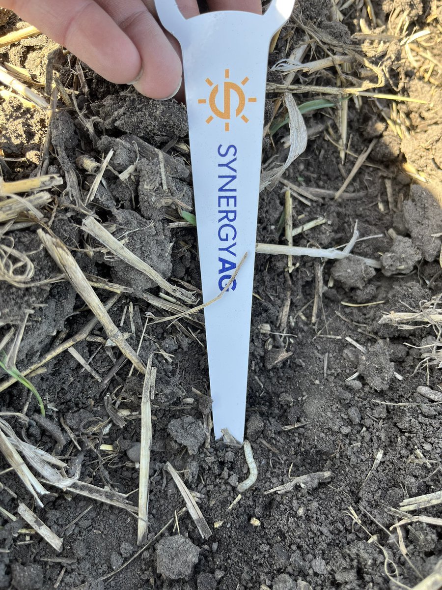 Finding a few wireworms when out checking seeding depths! Using the proper seed treatment is key for managing these guys 🪱
#rootsyoucancounton