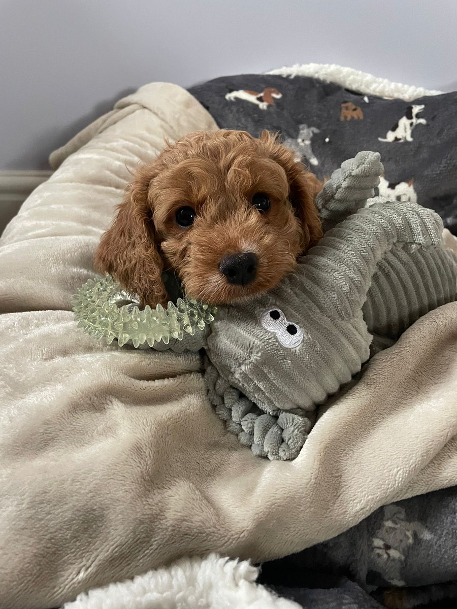 K8t1985's tweet photo. Welcome home Rupert!!! https://t.co/KQipMbJRMR