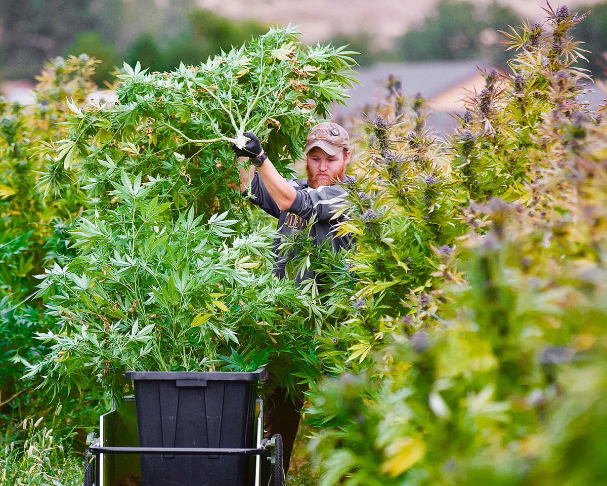AmeriCannaStory's tweet photo. In An American Cannabis Story, I swing open the farm gate and give readers a first-ever look at one of the first legalized cannabis operations in the U.S. My goal was to dispel the backwoods stereotypes and show the beauty of the farm and those running it. https://t.co/rQ5Vfcrjbs
