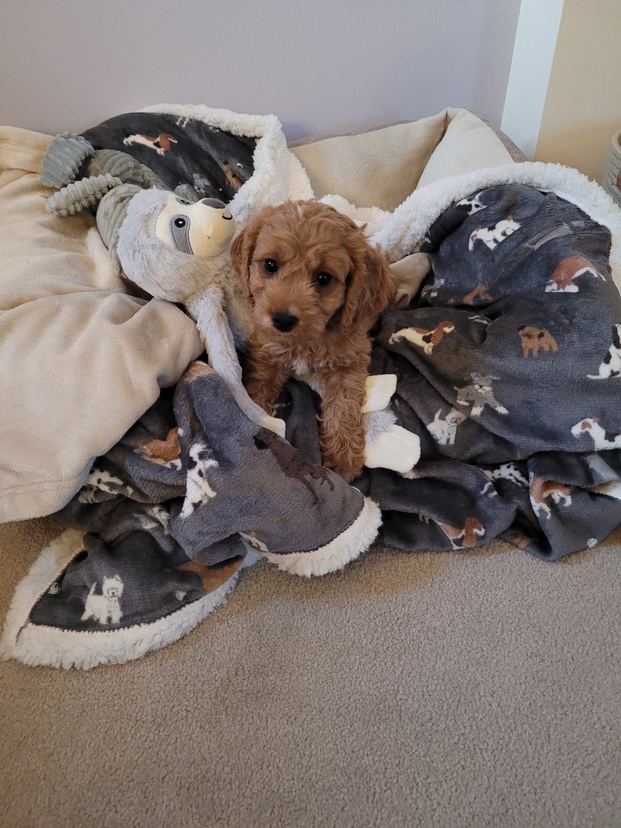 K8t1985's tweet photo. Welcome home Rupert!!! https://t.co/KQipMbJRMR