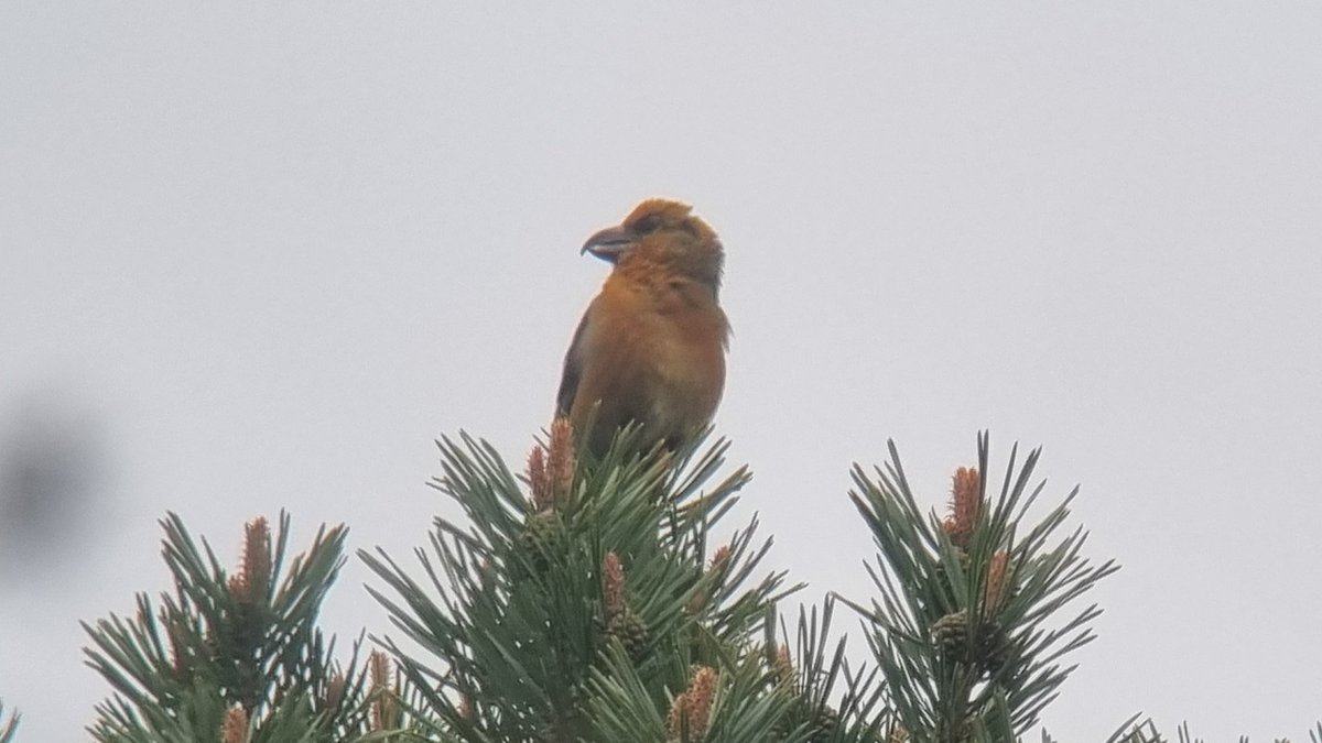 Great to be guiding a Field Guides group from the US today. Star birds were a perched male Scotbill, whinchat, Crested tit and Tree pipit (and hairy coo 🦬). <a href="/vikingoptical/">Viking Optical Ltd</a> <a href="/KowaOptics/">Kowa Sporting Optics</a> #birding #birdwatching #scotland #cairngorms #cairngormsnationalpark