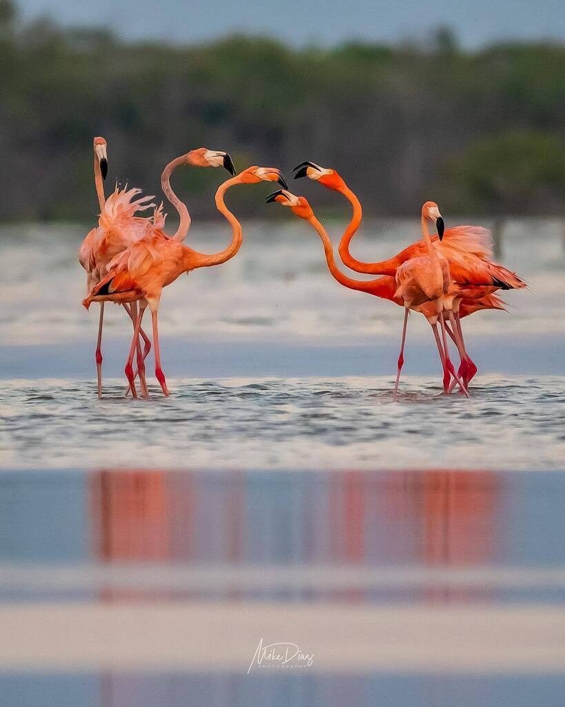 mikediazphotomx's tweet photo. Las interacciones entre los flamencos se turnan más recurrentes y agresivas conforme se inicia la temporada de apareamiento.
.
.
#nikonmx #nikonistasmexico #nikonphotography #nikonistasdelsureste #natgeoyourshot #yourshotphotographer #tufotonatgeo #BBCw… https://t.co/yd5jvbI1tg https://t.co/VIHxuq7IF2