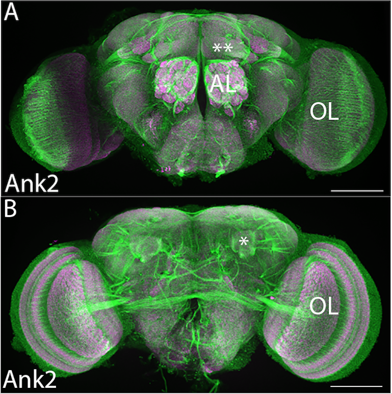 Massey Neurogenetics Lab tweet media