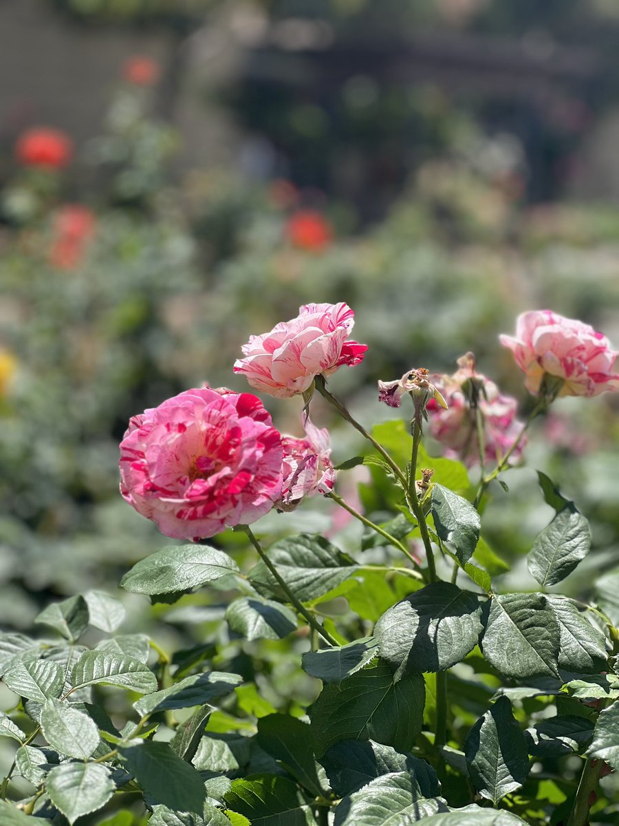 CSUBakersfield's tweet photo. Looking for a break from studying? 

Take a walk over to the rose garden on campus, just around the corner from the Dore Theatre, next to the Todd Madigan Gallery 🌹🥀☀️

#campuslife #studystrong #studybreak #freshair https://t.co/tr4K0SD2as