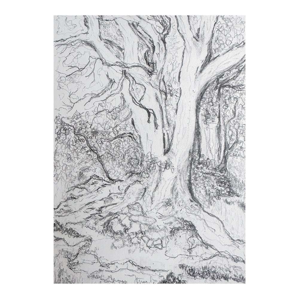 valeriedalling's tweet image. I’m very happy to have found the tree today that I posted earlier, it’s only taken me 7 years😉It was so lovely to spend an hour or so in its company photographing &amp;amp; sketching. I chose portrait format but planning a bigger landscape soon.
#peakdistrict #photography #pencilsketch