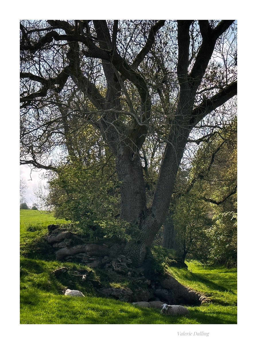 valeriedalling's tweet image. I’m very happy to have found the tree today that I posted earlier, it’s only taken me 7 years😉It was so lovely to spend an hour or so in its company photographing &amp;amp; sketching. I chose portrait format but planning a bigger landscape soon.
#peakdistrict #photography #pencilsketch