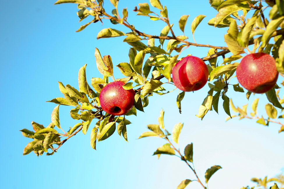 Earth First Farms tweet media