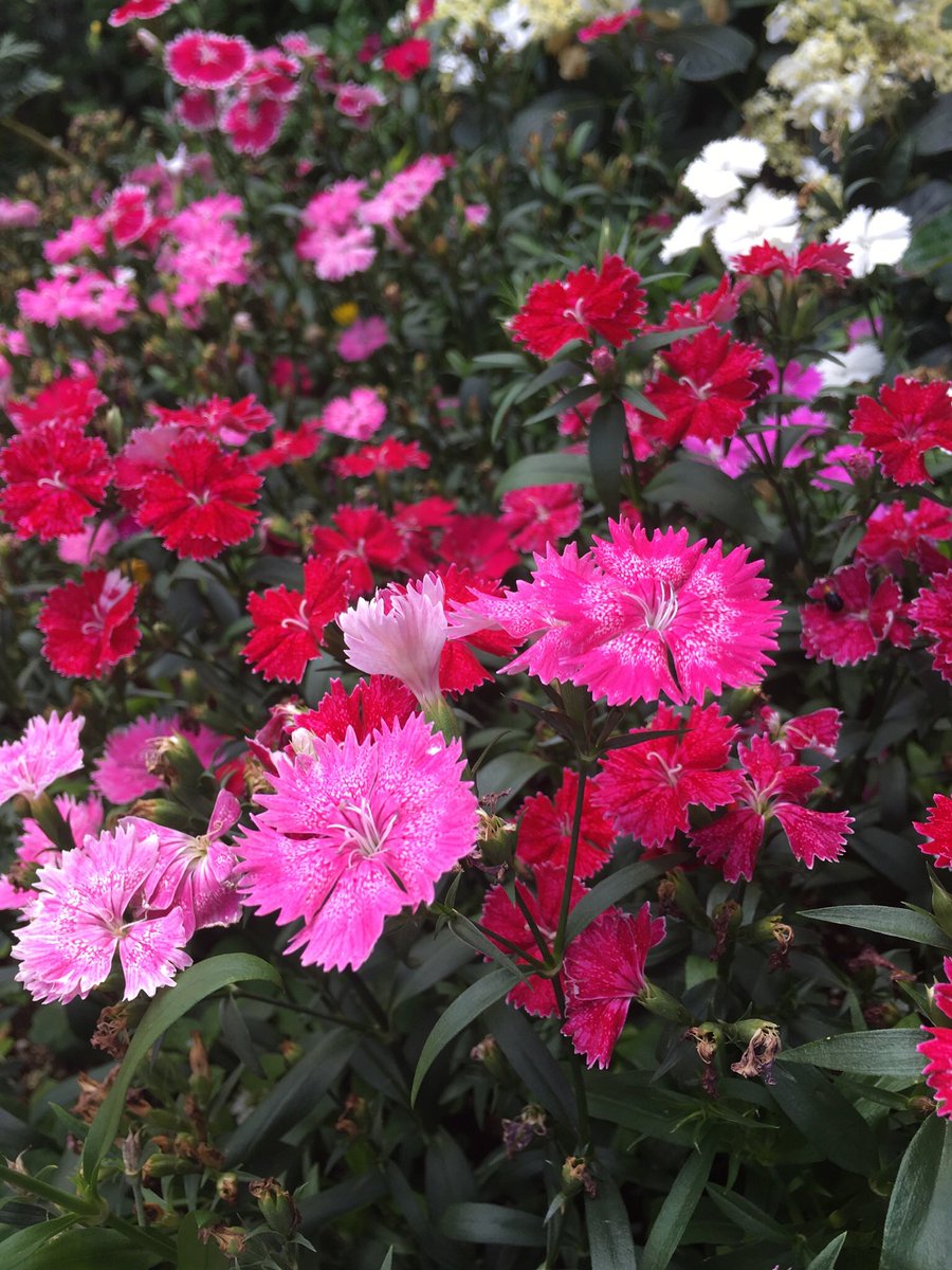 2023.5.17 可愛い赤とピンク色の花💐素敵な水曜日を😍
 #花 
#花が好き #花が好きな人と繋がりたい #花がある暮らし 　#flowers #flower #flowerstagram 
 #beautifulflowers  #redflowers 
#redflower #pinkflowers #pinkflower