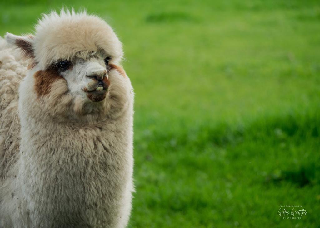 CTywydd's tweet photo. A quick visit to the beautiful Gileston Manor today to check the walk on Saturday #valewalks @visitthevale #gardens
Breakfast, history, characters, castles, good company & a great walk...oh, and alpacas. There's still time to register!
https://t.co/hU1Cz3qC06 https://t.co/nnAUpDiMYz