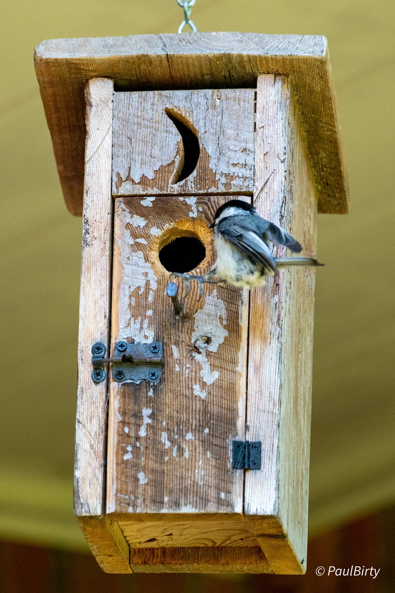 The old “outhouse” nesting box on the porch is looking a little worn these days but the Black-capped Chickadees don’t seem to mind. The nest is finished and incubation is underway.
It’s great watching them at such close range.
#naturelovers