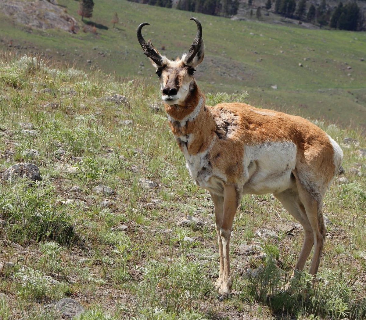 SunrisePacksta1's tweet photo. This guy wants to race. The pronghorn can max out at 61 mph only slower than a cheetah. This species is not a deer or antelope, but in the family Antilocapridae-- truly a one of a kind! #pronghorn #wildlife #yellowstoneguide #packtrips #horsebackriding https://t.co/lycyIuMC2n