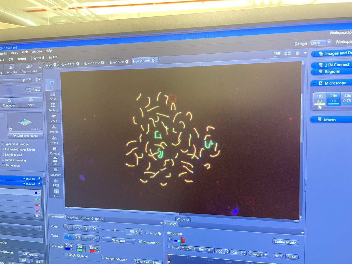 KASchindler27's tweet photo. Fun with meiotic chromosomes and worms! Thanks @EwelinaBolcunF @Tegania @ElegansMice @jaramillo_aimee @WormySpermies and Andy Singson for all their hard work and training the @FIRbees ! https://t.co/hItEmxkI2B