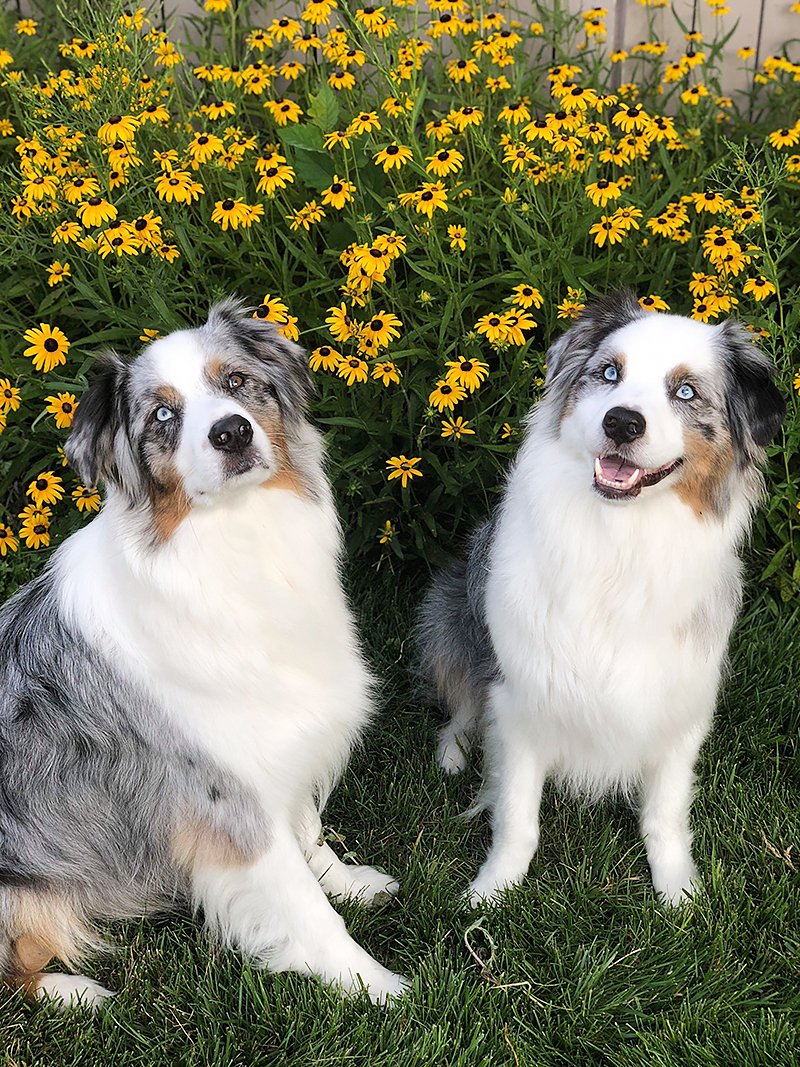 🐾💖😎 Aussie Photo of the Day!
Submit your Aussie photos:
australian-shepherd-lovers.com/australian-she…

Guide To Aussie Training & Care Ebook:
australian-shepherd-lovers.com/asl-ebook-fb

Photo: Sarah Johnson - Owner: Laura Phelps - Aussies: Gus and Riley

#australianshepherd #aussie #dogs #dogphotography #aussielovers