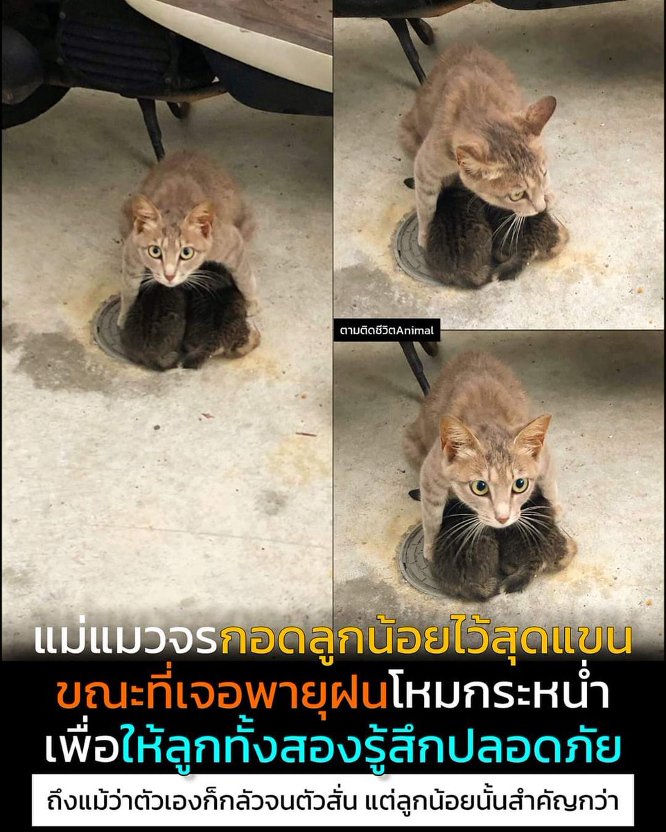 nicha_nicha_an's tweet photo. คุณแม่ ❤️
cr:ตามติดชีวิตanimal https://t.co/88ATVPDFhJ