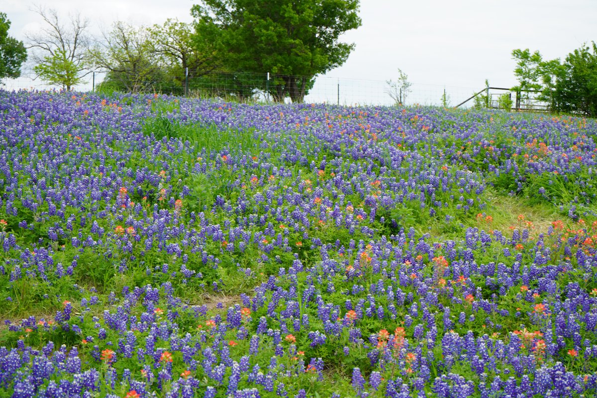 Bluebonnets in Ennis, TX a few weeks ago. Above average bloom year.