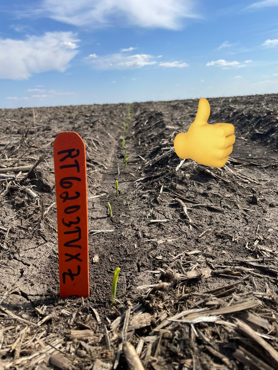jfmcde's tweet image. PRECEON Smart Corn showing excellent emergence after 12 days in ground. Short Statured hybrids from @Bayer4CropsUS will be fun to watch this summer! Short on height but big on Agronomics and Yield. @DKCAsgrowNWIA @BayerTraits