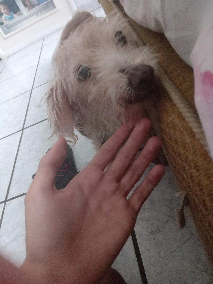 Snake📦 tweet media