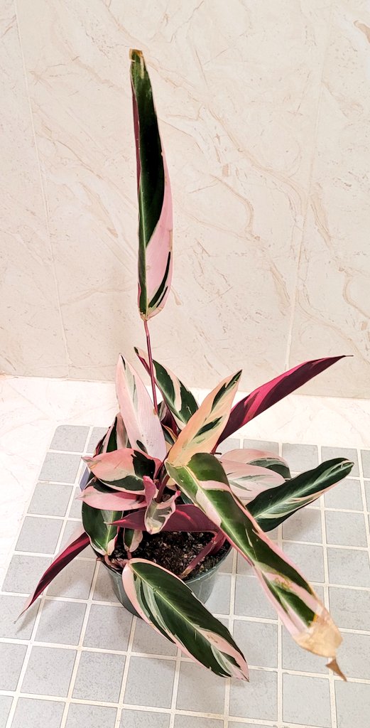 khriscrossing's tweet photo. Got a plant that has been on my list for a while 🥹 #plantmom https://t.co/YVBHal8olR