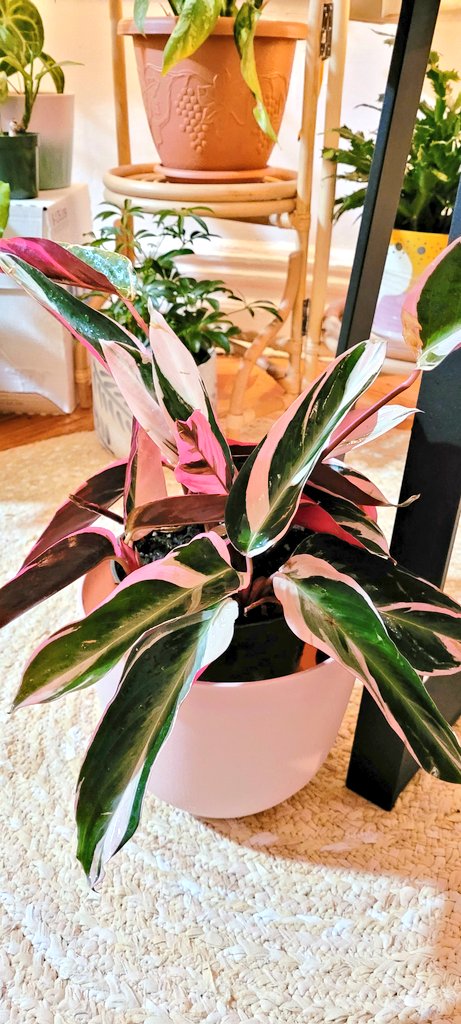 khriscrossing's tweet photo. Got a plant that has been on my list for a while 🥹 #plantmom https://t.co/YVBHal8olR