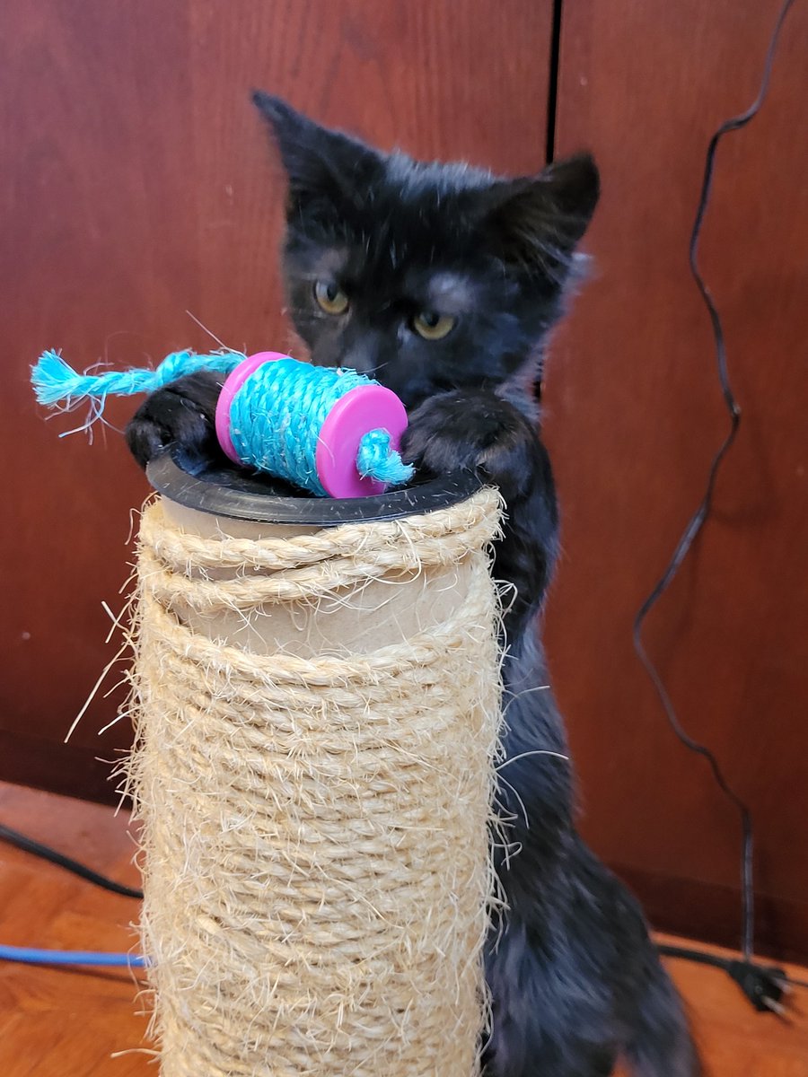 caffeinatedcatz's tweet photo. I brought some Gremlins home today. They need names though. I love them so much already! #kittens #CatsOfTwitter #minihousepanther https://t.co/NFfyBIoqhZ