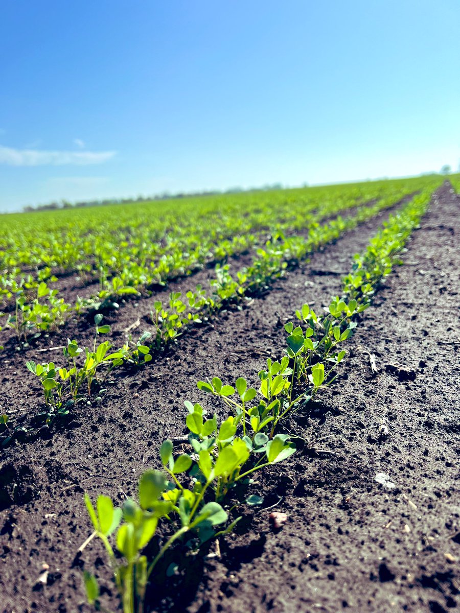 JkFischer87's tweet photo. Spring seeded alfalfa looking good! https://t.co/cY1Ldj1N9B