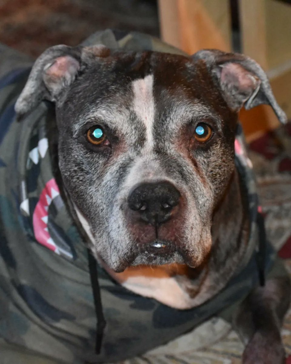 histexasstar's tweet photo. Our Sweet Pittie Princess Pixie Stix has crossed the rainbow 🌈  13 years was not enough 😭 #pittie #bullybreed #pixiestix #doglover #mansbestfriend #pibblelove #dogmom #furmom #pitbull #seenager #daddysgirl 💔 https://t.co/8khx2wTaOE
