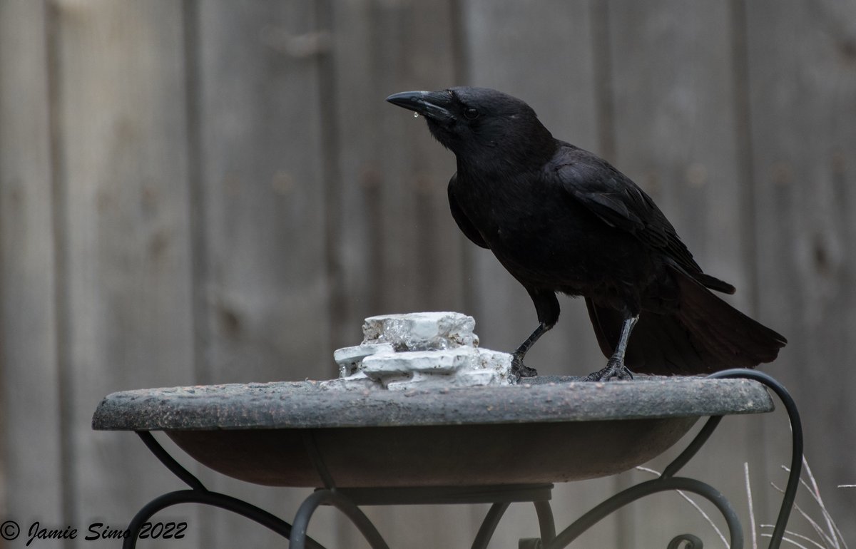 frontrangebird's tweet image. Mark Your Calendars for the June Seed Sale! - mailchi.mp/frontrangebird…