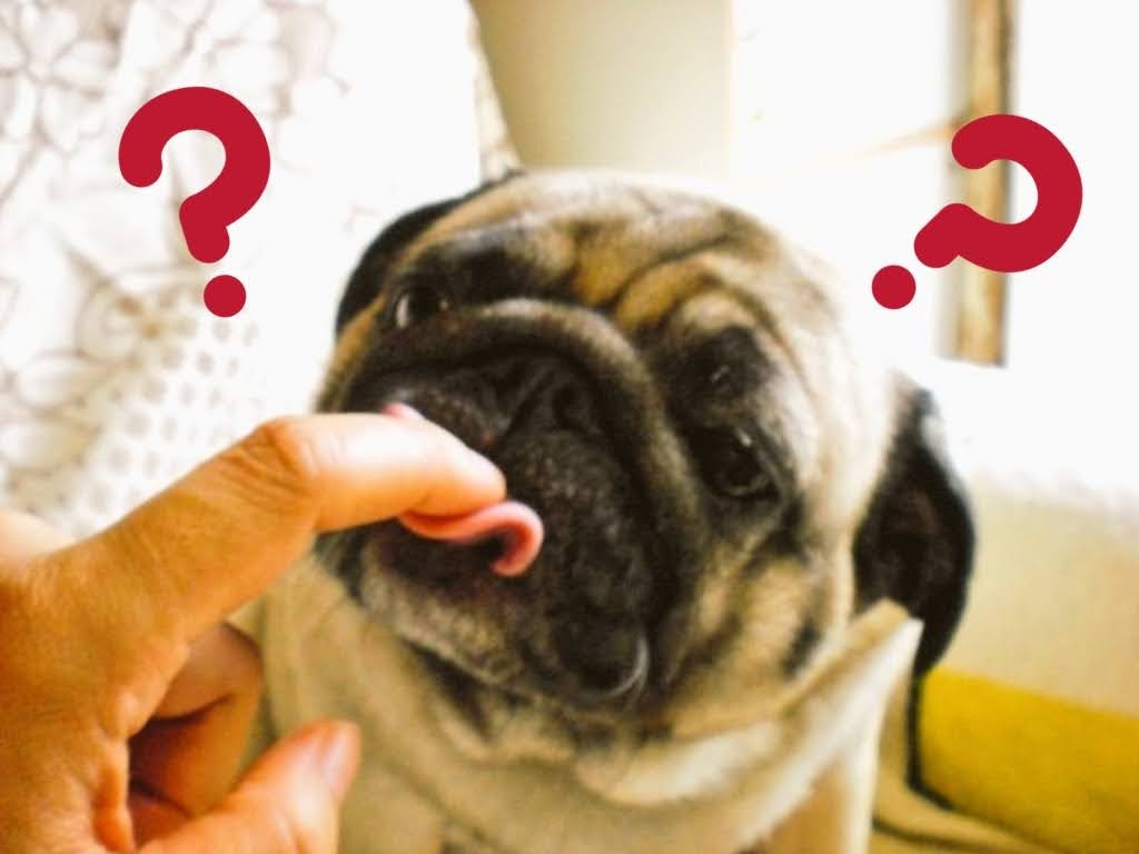 #自分の名前を一文字ずつ予想変換するとどんな人かわかる 
か  描く
す  好き
み  皆さん
ぼ  牡丹
た  縦
ん  んまかった

なるほど確かに🤔
牡丹はこの子のお名前のやつだね https://t.co/021v3el91q