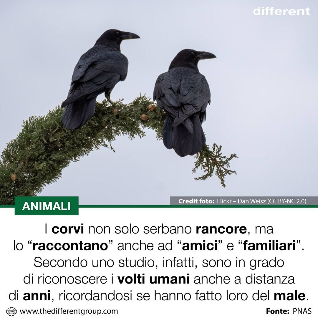 mi sento rappresentata dai corvi