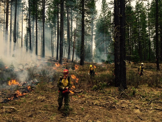 To love a tree, you must give it #goodfire! 

Low-intensity fire, like #rxfire, removes underbrush, cleans the forest floor of debris, opens it up to ☀️, & nourishes soil. Reducing competition for nutrients allows established trees to grow stronger & healthier. 

#LoveATreeDay