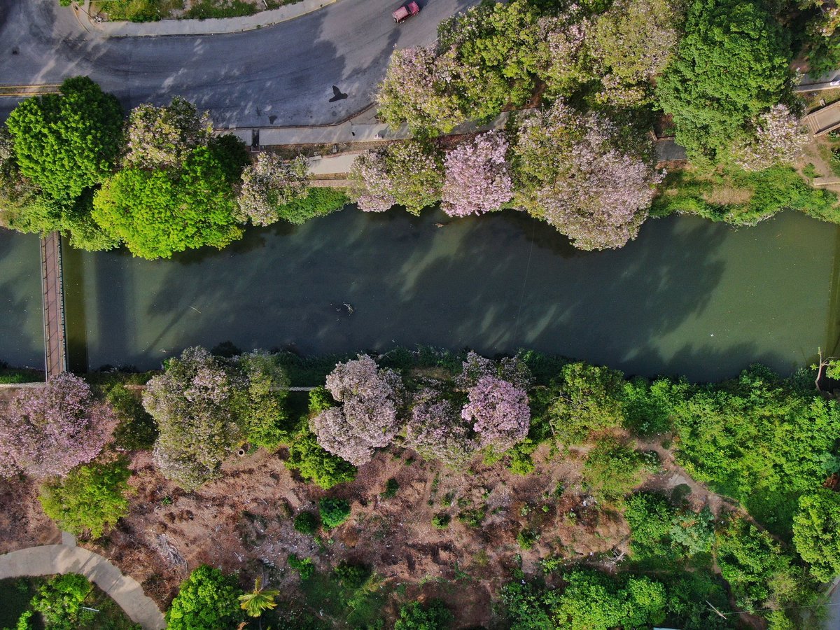 Acá les dejo más fotos de los apamates Floreados que bordean el río Manzanares de #Cumaná ❤️

Gracias por tantos mensajes mañana hago más fotos, revisen el próximo tweet que serán 2 videos de esto.
