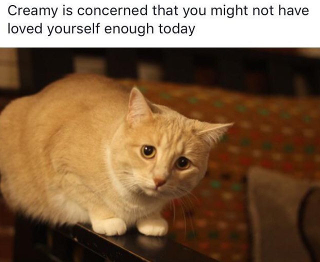 WholesomeMemes (@wholesomememe) on Twitter photo 
