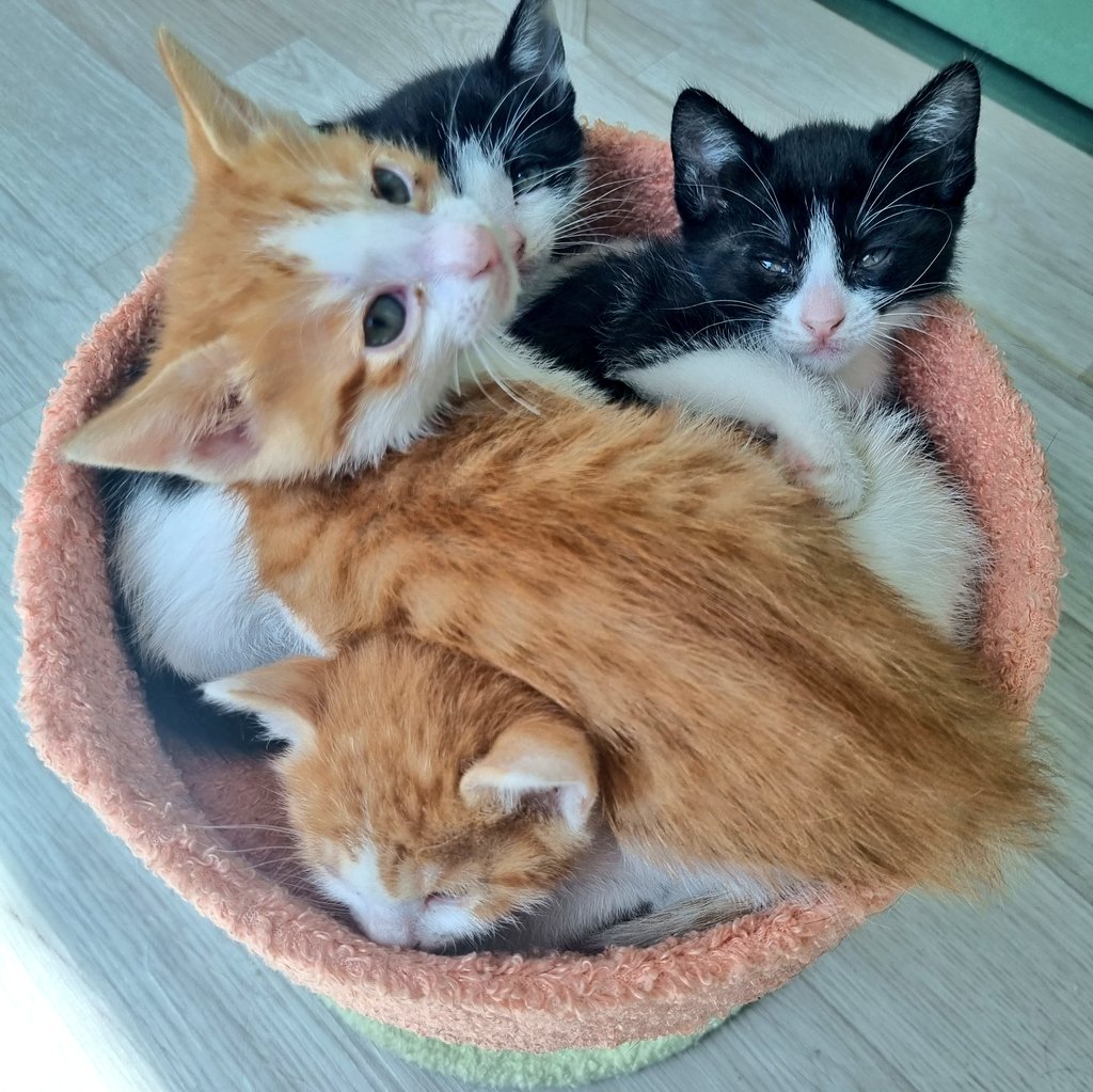 염치없지만 한번 더 알티부탁드립니다... 서울지역 임보처를 구해요 무던한 엄마냥이 삼이와 이제 곧 두달이 되어가는 아이들 넷입니다. 가능하면 아이들을 임보한 경험이 있으셨던 분이었으면 합니다... 입양홍보활동에도 최대한 힘 써보겠습니다 함께 해주실 분 계신가요...?