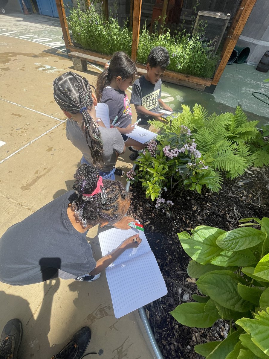 MrFullerDOE's tweet photo. My favorite time of year. Time to get back to learning, building and growing in our garden classrooms @Magnet157 ! @NYCGreenThumb @ESYNYC @NYCSD14 #learninggarden #schoolgarden #PBL https://t.co/3hemhALM97