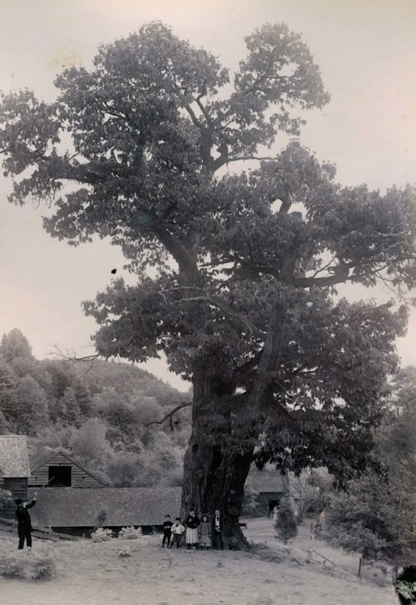 RolandGunnTN's tweet photo. In sha'Allah We shall restore the magestic American chestnut to its full natural range. https://t.co/nfMx5FGu25