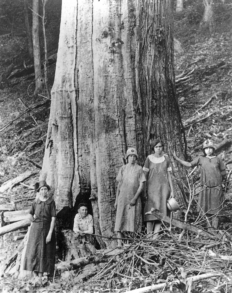 RolandGunnTN's tweet photo. In sha'Allah We shall restore the magestic American chestnut to its full natural range. https://t.co/nfMx5FGu25