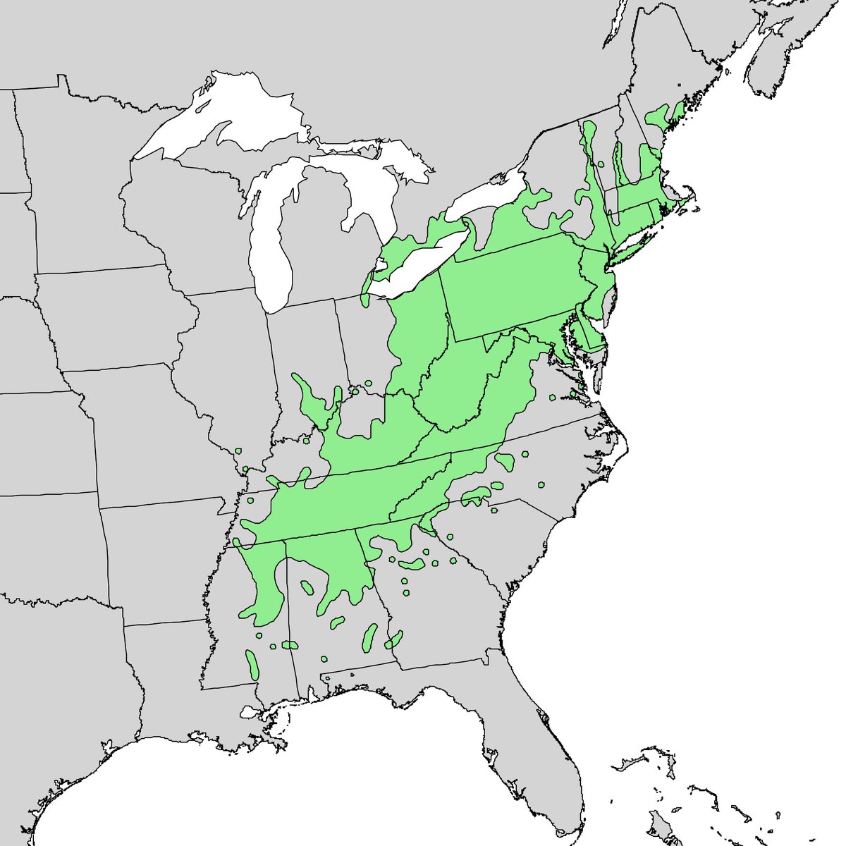 RolandGunnTN's tweet photo. In sha'Allah We shall restore the magestic American chestnut to its full natural range. https://t.co/nfMx5FGu25