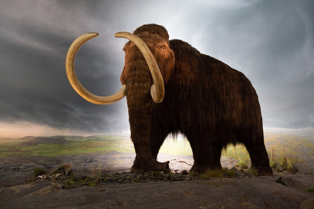 glopromote's tweet photo. Mammoth Mission: How Colossal Biosciences Aims to ‘De&amp;Extinct’ the Woolly Mammoth https://t.co/WkktQEsWMW https://t.co/hg4ueqFmuk