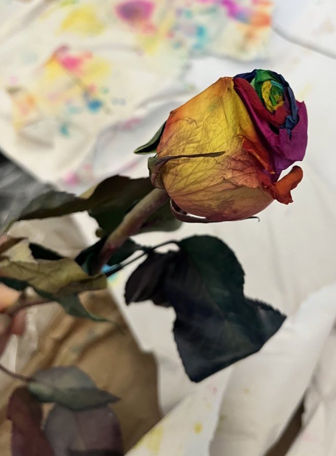 real_Turandot's tweet photo. Here is one of the smashed and wilted rainbow roses that my kids sent to me for Mother’s Day. ☠️ I called to get a replacement bouquet and was transferred or disconnected three times. Shame on you for the terrible customer service @FromYouFlowers https://t.co/wYw4wgwc73