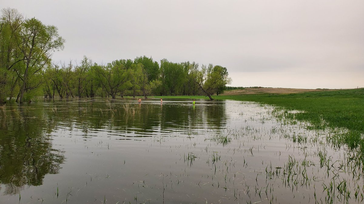 kruser02's tweet image. Chasing carp in the pasture😁