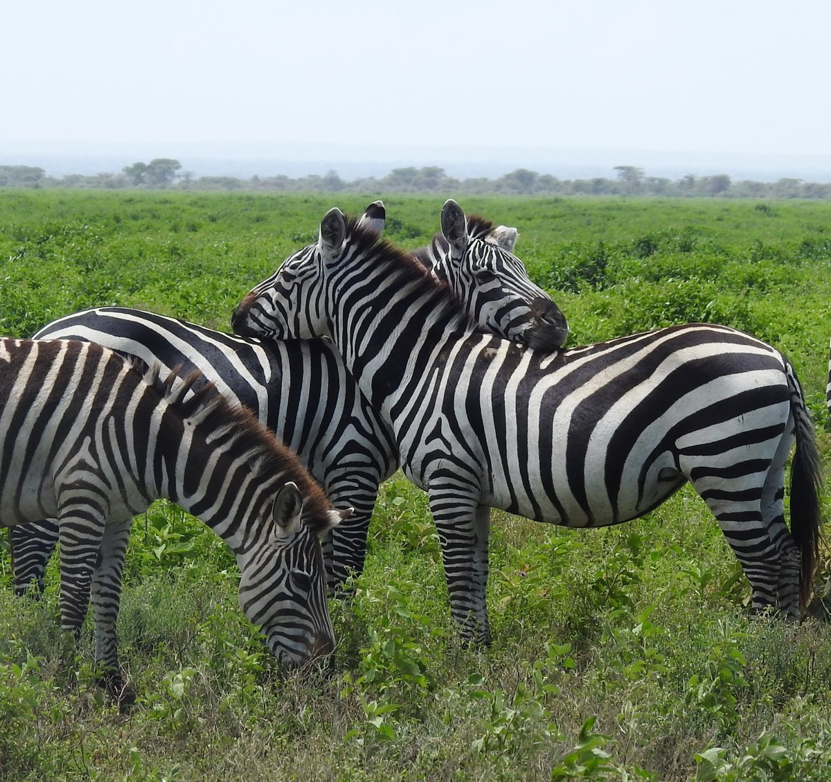 Tanzania is calling for you! Book your Tanzania safari tours with @JelaniTours  for unforgettable authentic experience! #tanzaniasafaris #safarisintanzania #safaritanzanie #africansafari #africansafaritours #africasafari #safari #safaris #safaritanzania #tanzania