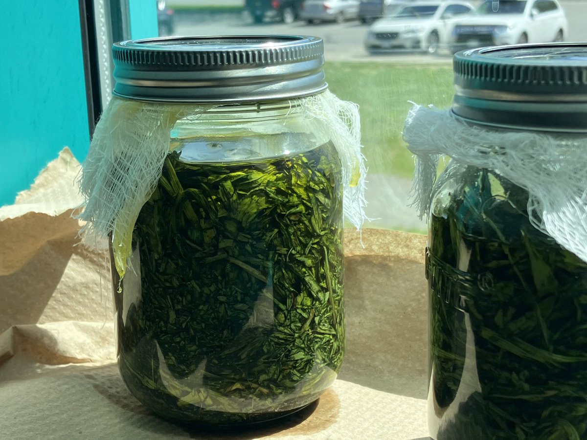 jeanie_wilson's tweet photo. Indigenous Enhancement Tchr, Val Tosoff, taught us about Plantain / Pipehoma:lews. She taught the protocols for harvesting, drying, infusing, &amp; salve making.We learned about medicines plantain &amp; finished w/ making extras to gift elders ❤️  @ChilliwackSD33 @MtSlesseMiddle https://t.co/mTGAQ5gSqc