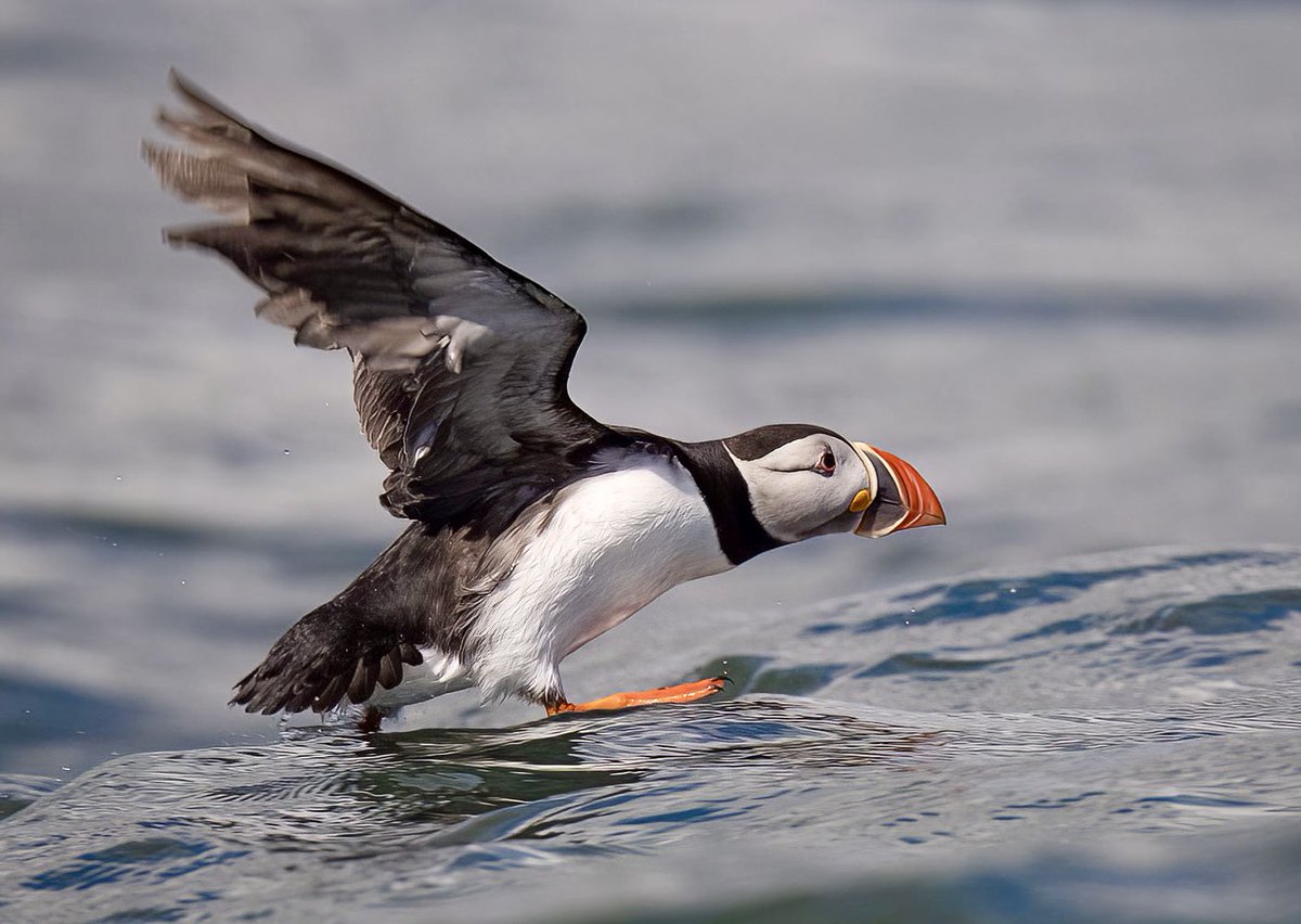 A puffin attempting to reach escape velocity 😊 
#puffin #seabird @NEE_Naturalist @NTBirdClub @RSPBbirders @Natures_Voice