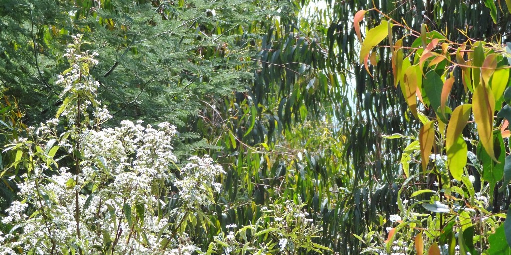 Australia is listed as one of 17 countries that is ‘mega-diverse’, contributing significantly to overall global biodiversity.  
Greenfleet aims to conserve biodiversity by planting native forests to regenerate formerly cleared land and provide habitat to fauna. 

#GrowingHope