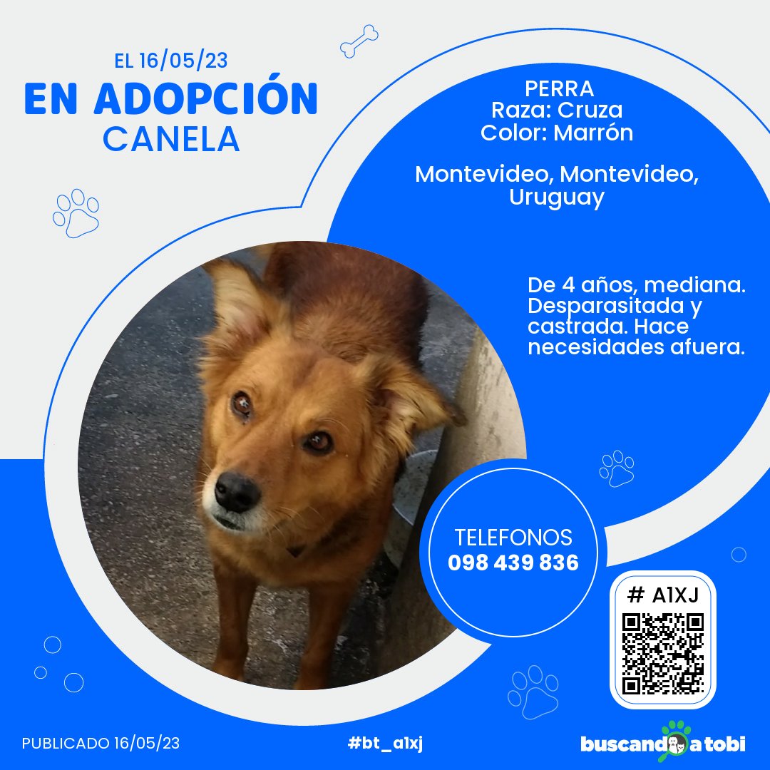 buscandoatobi.com tweet media