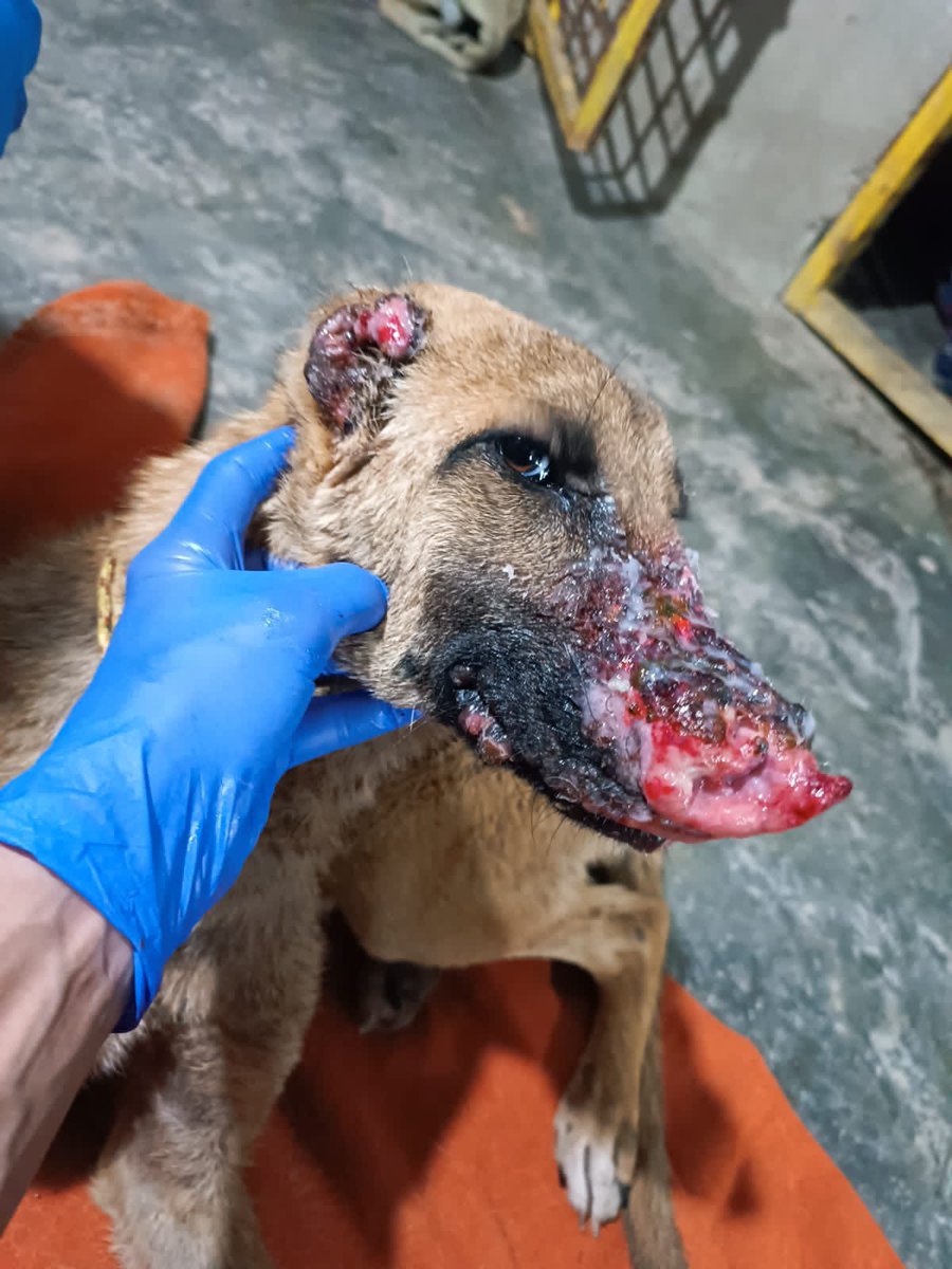 laps_zeba's tweet photo. keep Voting for us on the link below
https://t.co/KGidoYmc2T
#donate #sponsor #rescuedogs #animalshelter #savingonelifeatatime #streetsogs #animalsupporters #fogsoftwitter https://t.co/cEPT2Fequx