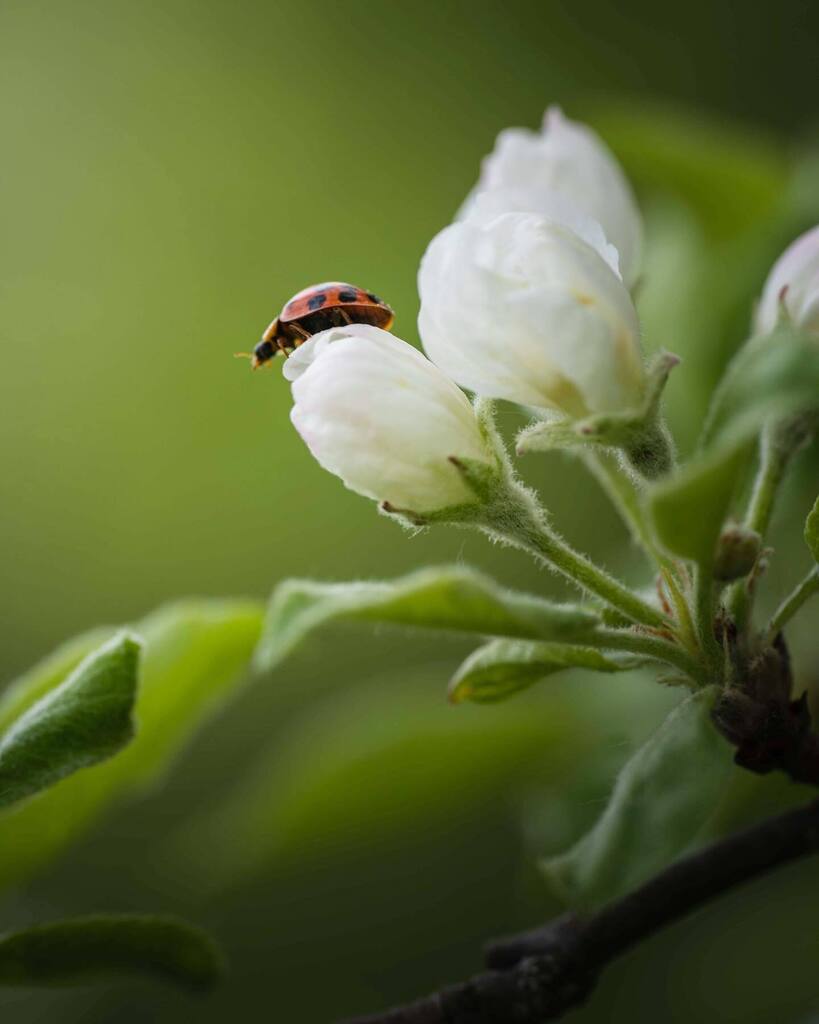 It’s the little things that make life sweet!
.
.
.
.
#tree_magic #nature_brilliance #nature_brilliance_flowers #planetearth #flowermagic #dof_nature #naturecaptures #splendid_earth #nature_worldwide_trees #forest_deepness #divine_forest #ig_shotz_trees #… instagr.am/p/CsUYkb5O_rA/