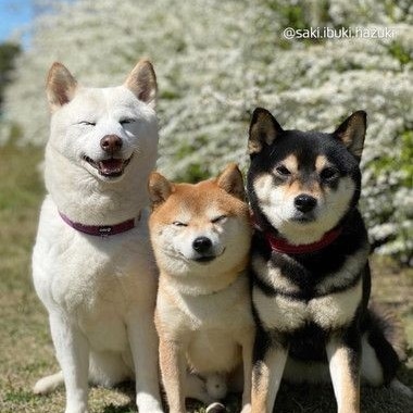 Chiens Dogs (@chiensdogs) on Twitter photo 