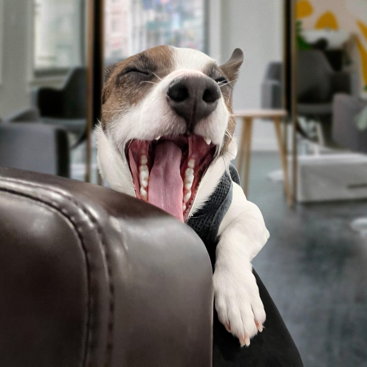 Astro would like to remind you to smile 😁

#dogfriendlynyc #dogsofnyc #jackrussellnation #nyc
#9gag #barked #animalsdoingthings #jrt #jackrusselldog #astro #dogs  #dog   #cute #cuteness #cutenessoverload #doggo #doglovers #doglove #doglife #happydog #dogphotography