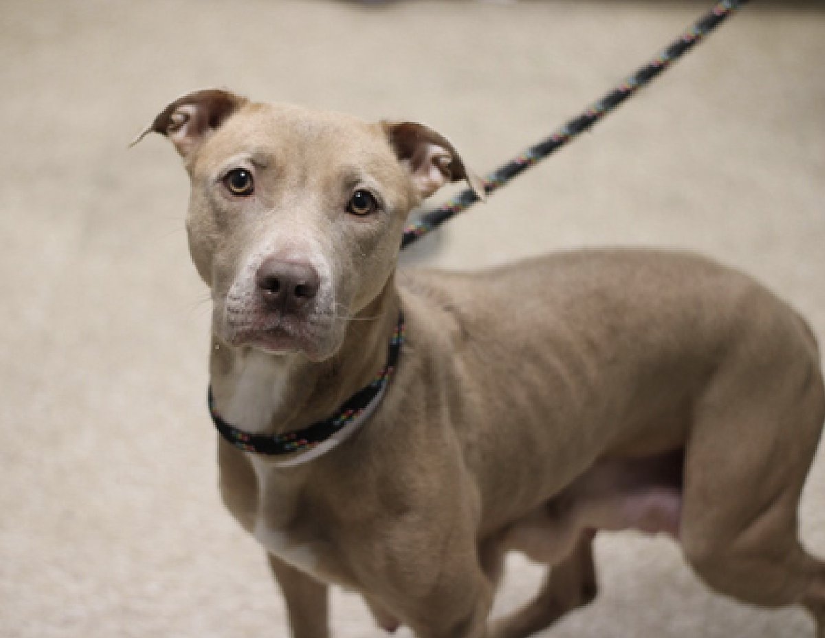 NMBewitched's tweet photo. Maylene now has Pneumonia &amp; needs out of #NYCACC 
https://t.co/oO30RAClYB
Dumped in Central Park after birthing &amp; weaning her puppies
Sweet &amp; shy
Runs to the front of her kennel w/ a smile &amp; wiggly body to go for a walks/treats, now in ISO
Gentle lover
#Adopt #Foster
Pls #Pledge https://t.co/ST5Su7k7gr